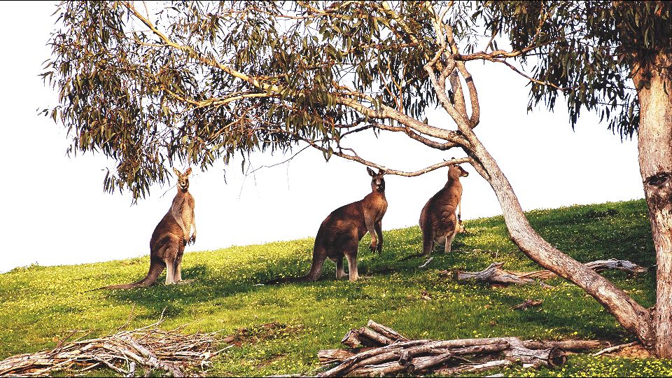 Vatra u Australiji usmrtila 480 miliona životinja